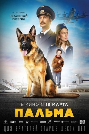 Куче, с име Панда